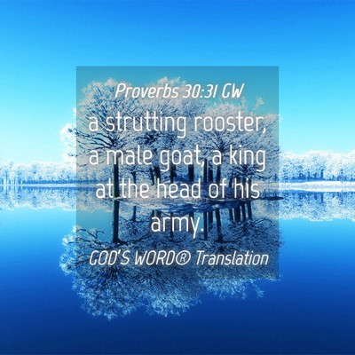 Picture 04 - Proverbs 30:31 GW - a strutting rooster, a male goat, a king at the - Bible Verse Picture