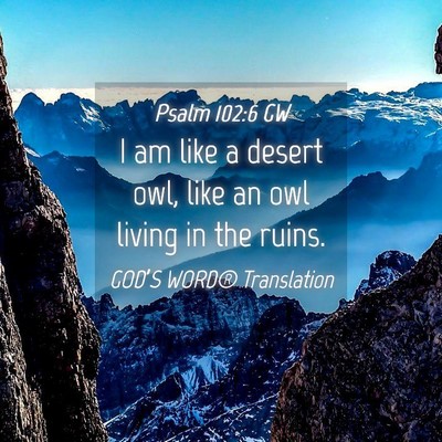 Picture 04 - Psalm 102:6 GW - I am like a desert owl, like an owl living in the - Bible Verse Picture