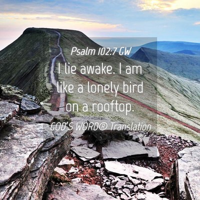 Picture 04 - Psalm 102:7 GW - I lie awake. I am like a lonely bird on a - Bible Verse Picture