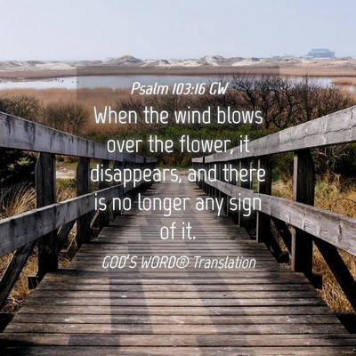 Picture 04 - Psalm 103:16 GW - When the wind blows over the flower, it - Bible Verse Picture
