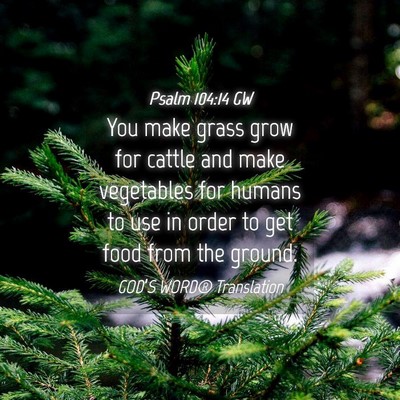 Picture 04 - Psalm 104:14 GW - You make grass grow for cattle and make - Bible Verse Picture