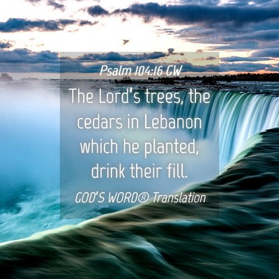 Picture 04 - Psalm 104:16 GW - The Lord’s trees, the cedars in Lebanon which - Bible Verse Picture
