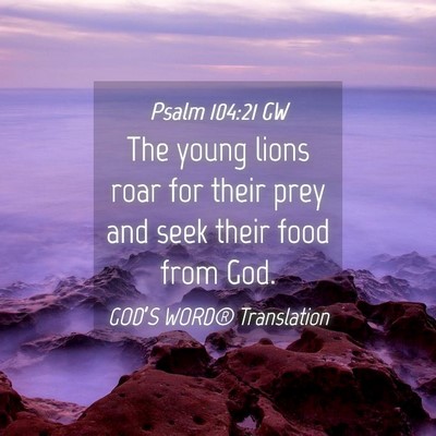 Picture 04 - Psalm 104:21 GW - The young lions roar for their prey and seek - Bible Verse Picture