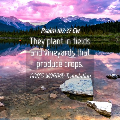 Picture 04 - Psalm 107:37 GW - They plant in fields and vineyards that produce - Bible Verse Picture
