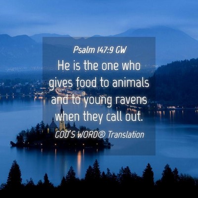 Picture 04 - Psalm 147:9 GW - He is the one who gives food to animals and to - Bible Verse Picture
