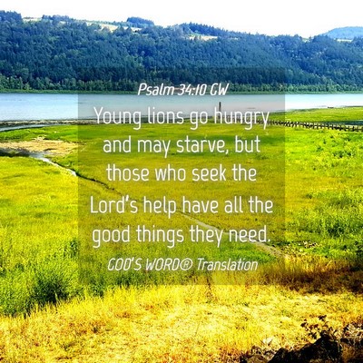 Picture 04 - Psalm 34:10 GW - Young lions go hungry and may starve, but those - Bible Verse Picture