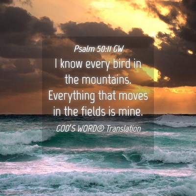 Picture 04 - Psalm 50:11 GW - I know every bird in the mountains. Everything - Bible Verse Picture