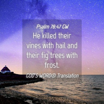 Picture 04 - Psalm 78:47 GW - He killed their vines with hail and their fig - Bible Verse Picture