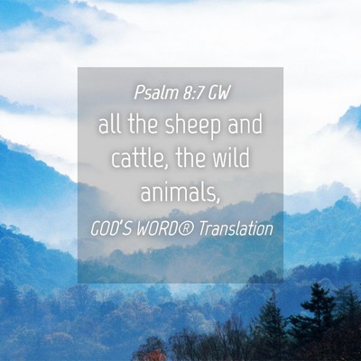Picture 04 - Psalm 8:7 GW - all the sheep and cattle, the wild - Bible Verse Picture