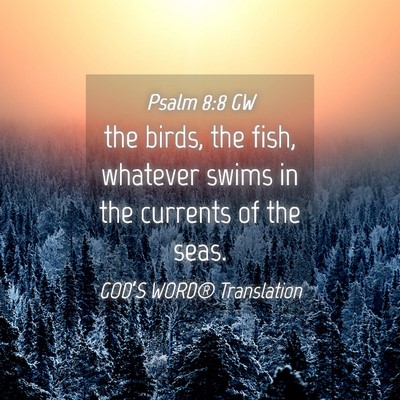 Picture 04 - Psalm 8:8 GW - the birds, the fish, whatever swims in the - Bible Verse Picture