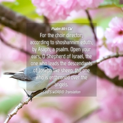 Picture 04 - Psalm 80:1 GW - For the choir director; according to shoshannim - Bible Verse Picture