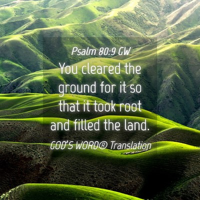 Picture 04 - Psalm 80:9 GW - You cleared the ground for it so that it took - Bible Verse Picture
