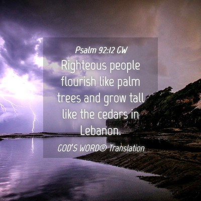 Picture 04 - Psalm 92:12 GW - Righteous people flourish like palm trees and - Bible Verse Picture