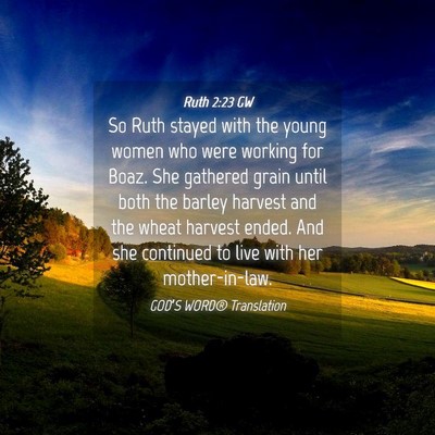 Picture 04 - Ruth 2:23 GW - So Ruth stayed with the young women who were - Bible Verse Picture