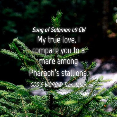 Picture 04 - Song of Solomon 1:9 GW - My true love, I compare you to a mare among - Bible Verse Picture