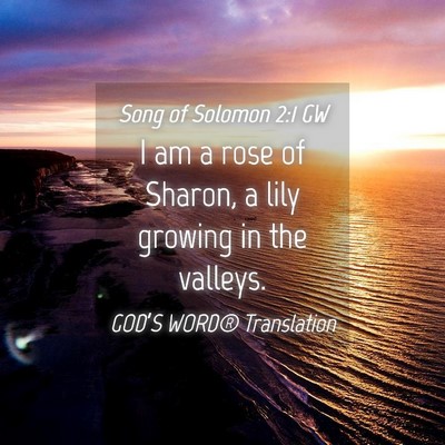 Picture 04 - Song of Solomon 2:1 GW - I am a rose of Sharon, a lily growing in the - Bible Verse Picture