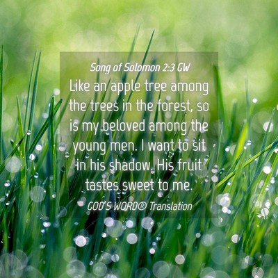 Picture 04 - Song of Solomon 2:3 GW - Like an apple tree among the trees in the forest, - Bible Verse Picture