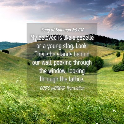 Picture 04 - Song of Solomon 2:9 GW - My beloved is like a gazelle or a young stag. - Bible Verse Picture