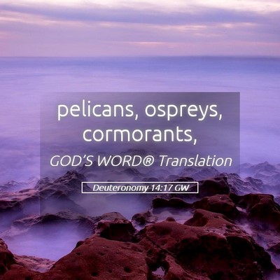 Picture 05 - Deuteronomy 14:17 GW - pelicans, ospreys, - Bible Verse Picture