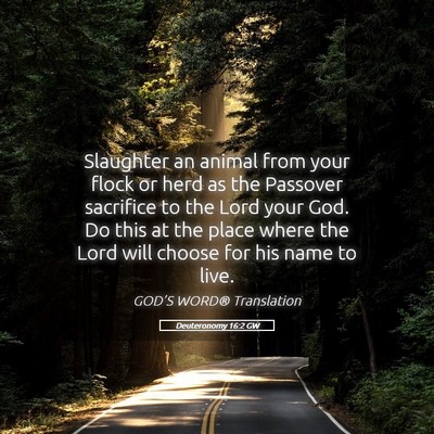 Picture 05 - Deuteronomy 16:2 GW - Slaughter an animal from your flock or herd as - Bible Verse Picture