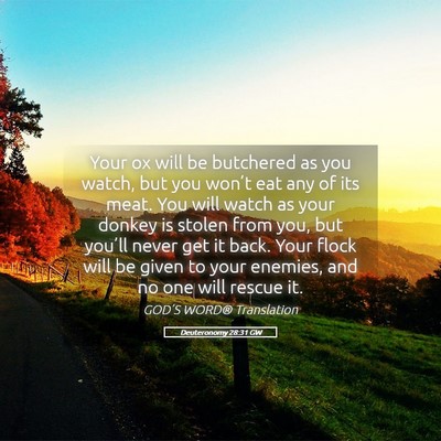 Picture 05 - Deuteronomy 28:31 GW - Your ox will be butchered as you watch, but you - Bible Verse Picture
