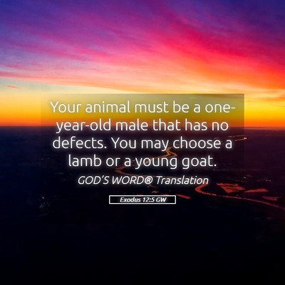 Picture 05 - Exodus 12:5 GW - Your animal must be a one-year-old male that has - Bible Verse Picture
