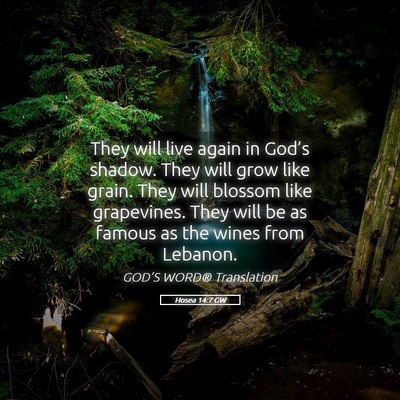 Picture 05 - Hosea 14:7 GW - They will live again in God’s shadow. They will - Bible Verse Picture