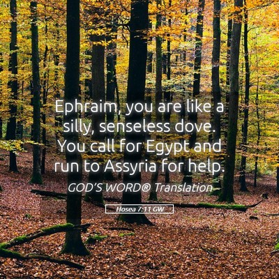 Picture 05 - Hosea 7:11 GW - Ephraim, you are like a silly, senseless dove. - Bible Verse Picture