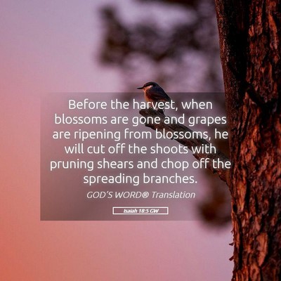 Picture 05 - Isaiah 18:5 GW - Before the harvest, when blossoms are gone and - Bible Verse Picture