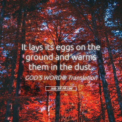 Picture 05 - Job 39:14 GW - It lays its eggs on the ground and warms them in - Bible Verse Picture