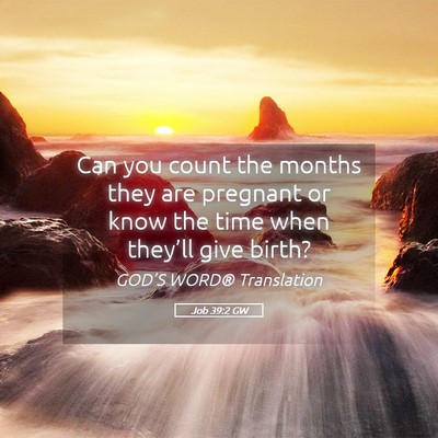 Picture 05 - Job 39:2 GW - Can you count the months they are pregnant or - Bible Verse Picture