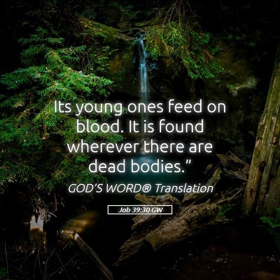 Picture 05 - Job 39:30 GW - Its young ones feed on blood. It is found - Bible Verse Picture