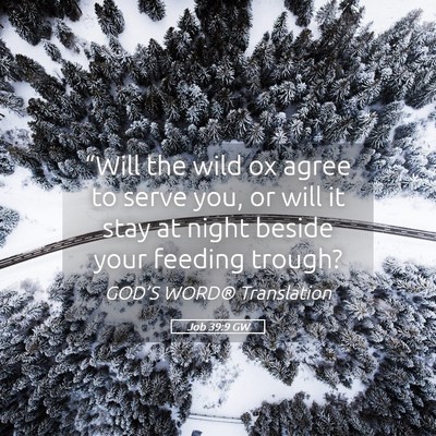 Picture 05 - Job 39:9 GW - “Will the wild ox agree to serve you, or will - Bible Verse Picture
