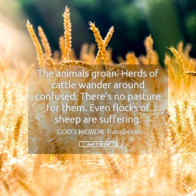 Picture 05 - Joel 1:18 GW - The animals groan. Herds of cattle wander around - Bible Verse Picture