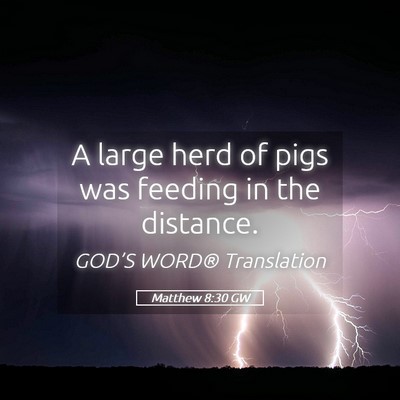 Picture 05 - Matthew 8:30 GW - A large herd of pigs was feeding in the - Bible Verse Picture