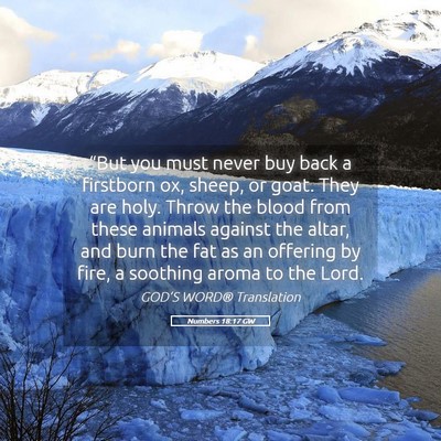 Picture 05 - Numbers 18:17 GW - “But you must never buy back a firstborn ox, - Bible Verse Picture