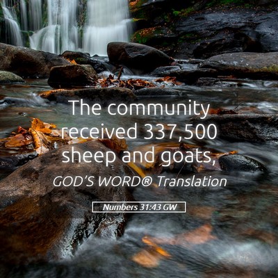 Picture 05 - Numbers 31:43 GW - The community received 337,500 sheep and - Bible Verse Picture