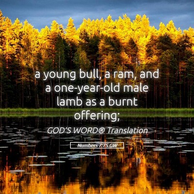 Picture 05 - Numbers 7:75 GW - a young bull, a ram, and a one-year-old male lamb - Bible Verse Picture