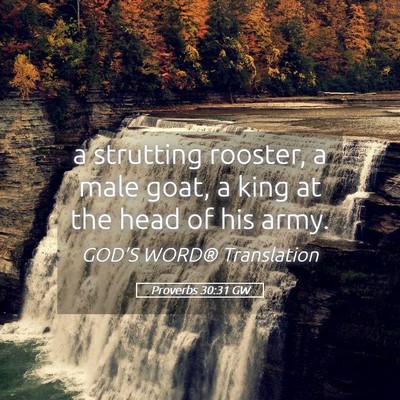 Picture 05 - Proverbs 30:31 GW - a strutting rooster, a male goat, a king at the - Bible Verse Picture