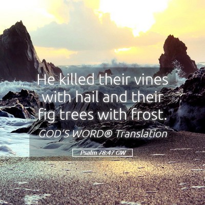 Picture 05 - Psalm 78:47 GW - He killed their vines with hail and their fig - Bible Verse Picture