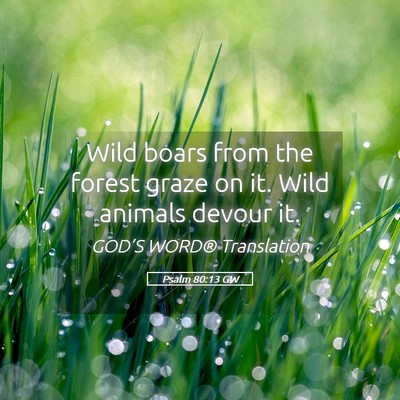 Picture 05 - Psalm 80:13 GW - Wild boars from the forest graze on it. Wild - Bible Verse Picture