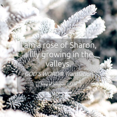 Picture 05 - Song of Solomon 2:1 GW - I am a rose of Sharon, a lily growing in the - Bible Verse Picture