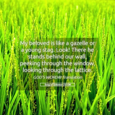 Picture 05 - Song of Solomon 2:9 GW - My beloved is like a gazelle or a young stag. - Bible Verse Picture