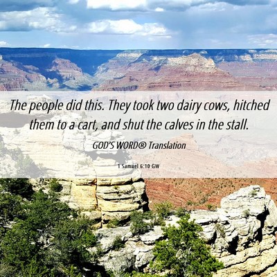 Picture 06 - 1 Samuel 6:10 GW - The people did this. They took two dairy cows, - Bible Verse Picture