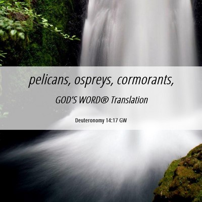 Picture 06 - Deuteronomy 14:17 GW - pelicans, ospreys, - Bible Verse Picture