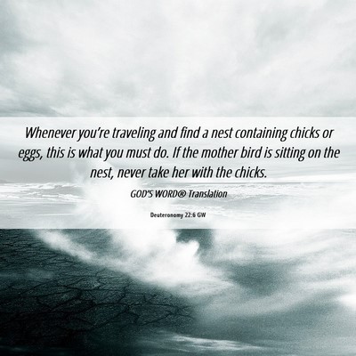 Picture 06 - Deuteronomy 22:6 GW - Whenever you’re traveling and find a nest - Bible Verse Picture