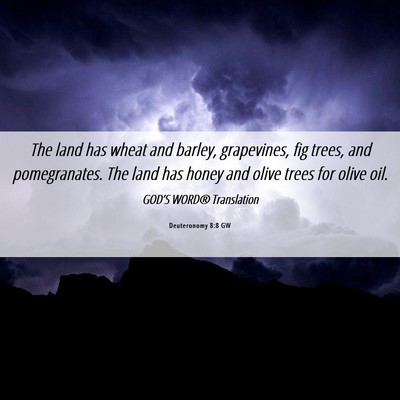 Picture 06 - Deuteronomy 8:8 GW - The land has wheat and barley, grapevines, fig - Bible Verse Picture
