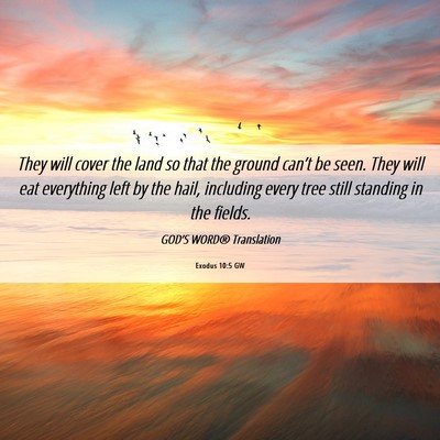 Picture 06 - Exodus 10:5 GW - They will cover the land so that the ground - Bible Verse Picture