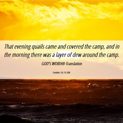 Picture 06 - Exodus 16:13 GW - That evening quails came and covered the camp, - Bible Verse Picture