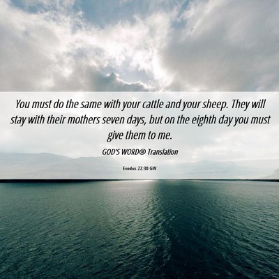Picture 06 - Exodus 22:30 GW - You must do the same with your cattle and your - Bible Verse Picture